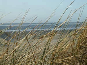 View of ocean through beach grasses near Lavallette rentals